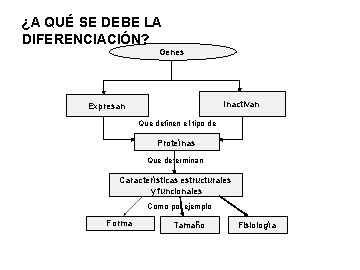 ¿A QUÉ SE DEBE LA DIFERENCIACIÓN? Genes Inactivan Expresan Que definen el tipo de