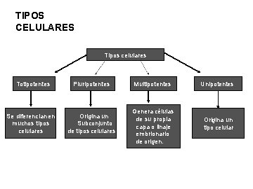 TIPOS CELULARES Tipos celulares Totipotentes Se diferencian en muchos tipos celulares Pluripotentes Multipotentes Unipotentes