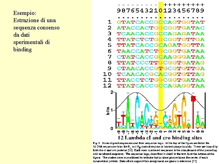 Esempio: Estrazione di una sequenza consenso da dati sperimentali di binding 