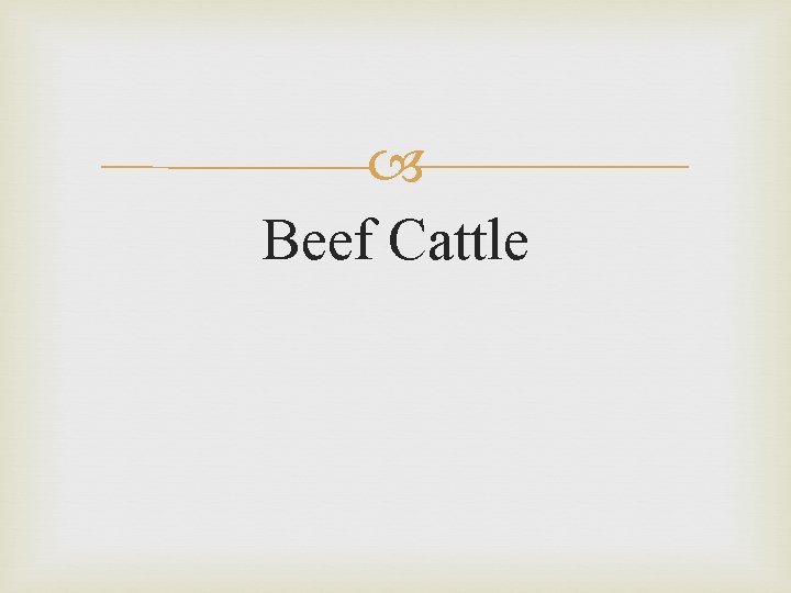  Beef Cattle 