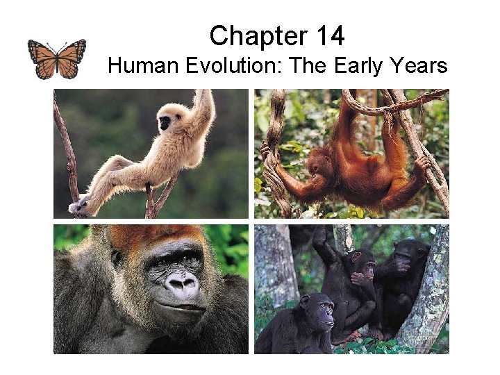 Chapter 14 Human Evolution: The Early Years 