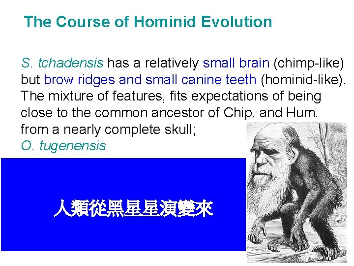 The Course of Hominid Evolution S. tchadensis has a relatively small brain (chimp-like) but