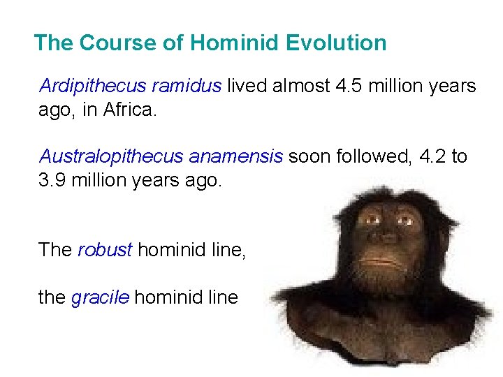 The Course of Hominid Evolution Ardipithecus ramidus lived almost 4. 5 million years ago,