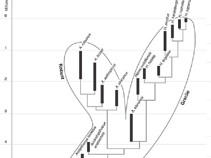 Hominid relationships • Hominids generally evolved in two directions. One, a “robust” line that