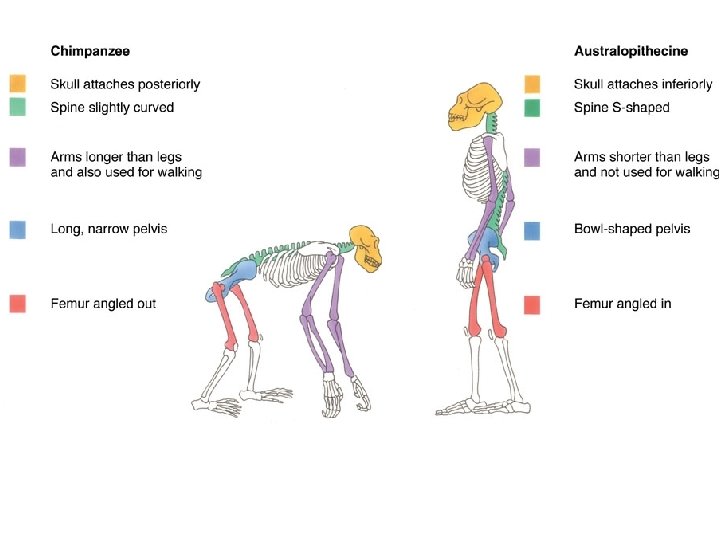 Ape and hominid skeletons • Respectively, the backbone joins the back of the skull