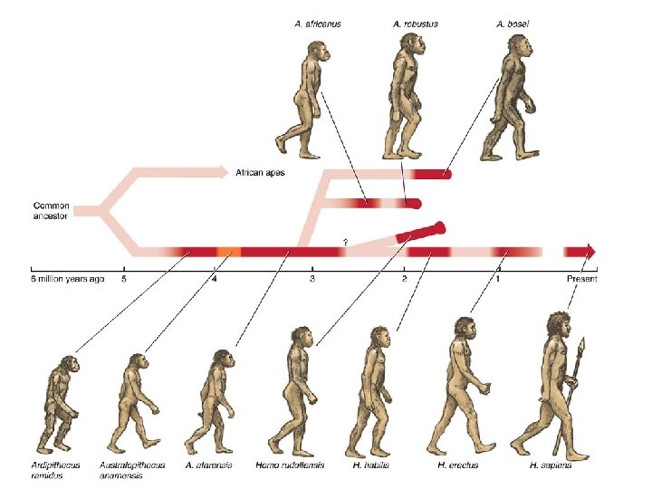 Bipedalism • Walking comfortably on two hindlegs, bipedalism, evolved early in hominids. Many of