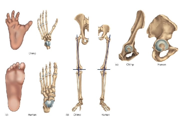 Bipedal adaptations II • Further adaptations (see also Bipedal adaptations II) to bipedalism include