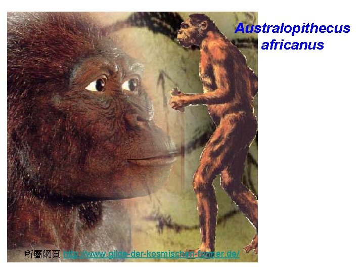 Australopithecus africanus 所屬網頁 http: //www. gilde-der-kosmischen-former. de/ 