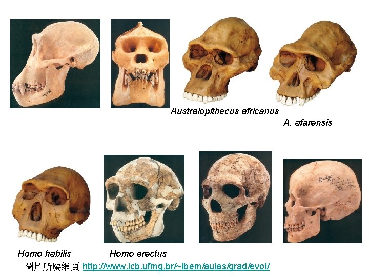 Australopithecus africanus A. afarensis Homo habilis Homo erectus 圖片所屬網頁 http: //www. icb. ufmg. br/~lbem/aulas/grad/evol/