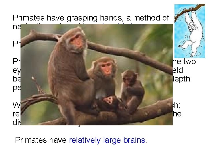Primates have grasping hands, a method of navigation referred to as brachiation. Primates have