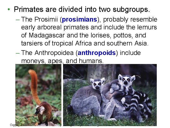  • Primates are divided into two subgroups. – The Prosimii (prosimians), probably resemble