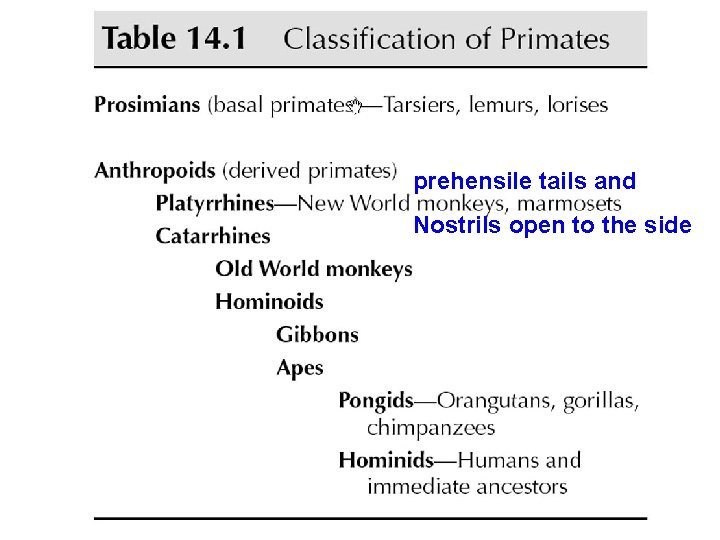 Table 14. 1 Classification of Primates prehensile tails and Nostrils open to the side