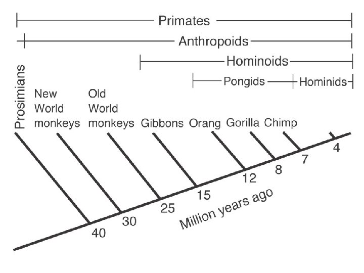 FIGURE 14. 5 Primate Relationships • Primates divide traditionally into two major groups. The