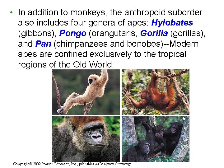  • In addition to monkeys, the anthropoid suborder also includes four genera of