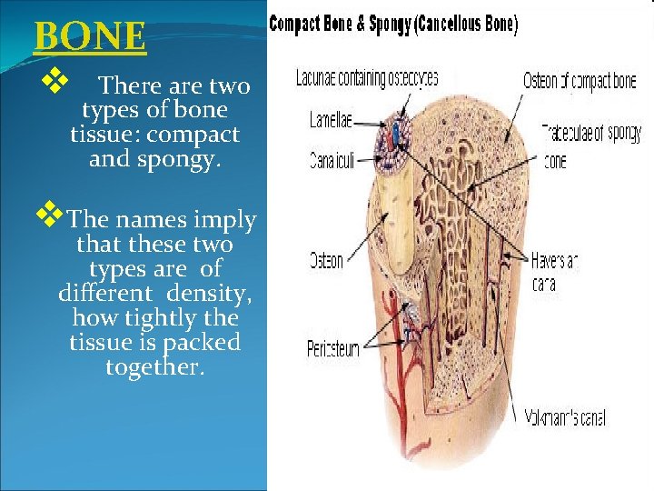 BONE v There are two types of bone tissue: compact and spongy. v. The BONE v There are two types of bone tissue: compact and spongy. v. The
