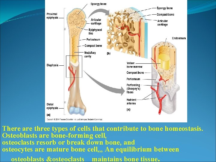 There are three types of cells that contribute to bone homeostasis. Osteoblasts are bone-forming There are three types of cells that contribute to bone homeostasis. Osteoblasts are bone-forming
