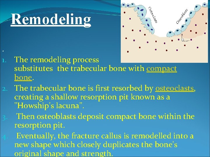 Remodeling. 1. The remodeling process substitutes the trabecular bone with compact bone. 2. The Remodeling. 1. The remodeling process substitutes the trabecular bone with compact bone. 2. The