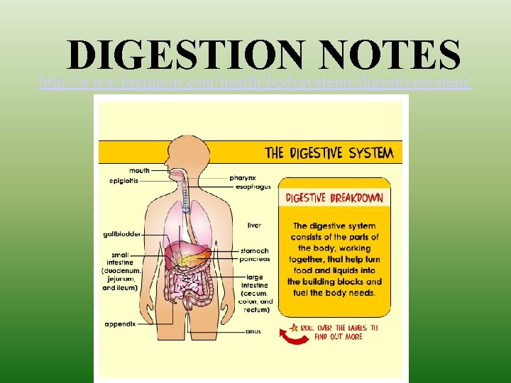 DIGESTION NOTES http: //www. brainpop. com/health/bodysystems/digestivesystem/ 7 th grade science 