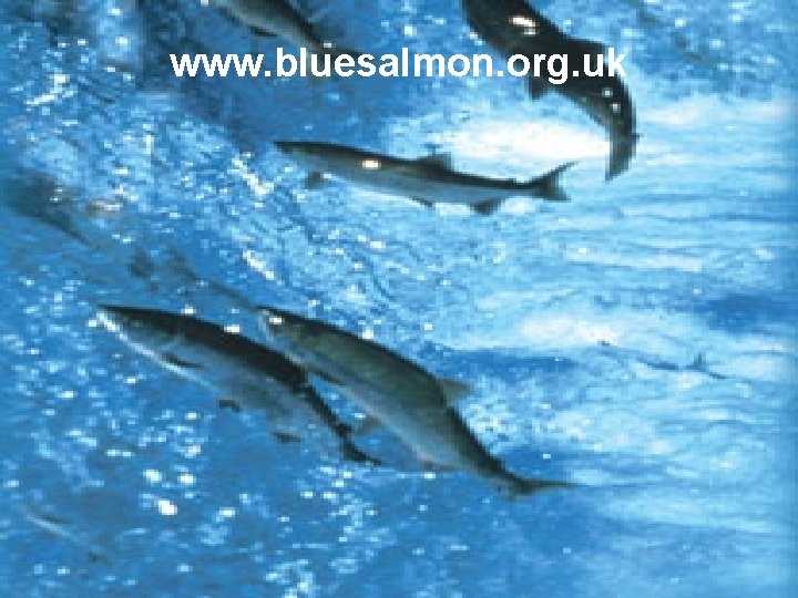 www. bluesalmon. org. uk 