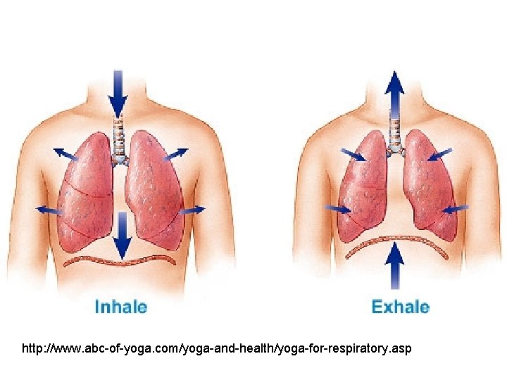 http: //www. abc-of-yoga. com/yoga-and-health/yoga-for-respiratory. asp 