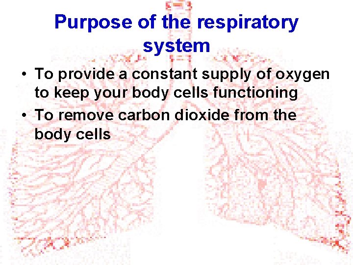 Purpose of the respiratory system • To provide a constant supply of oxygen to