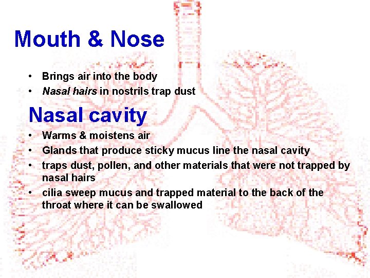 Mouth & Nose • Brings air into the body • Nasal hairs in nostrils