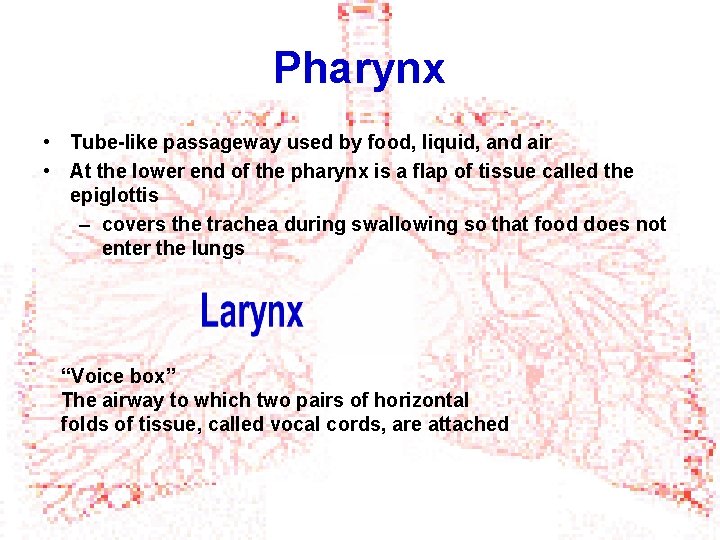 Pharynx • Tube-like passageway used by food, liquid, and air • At the lower