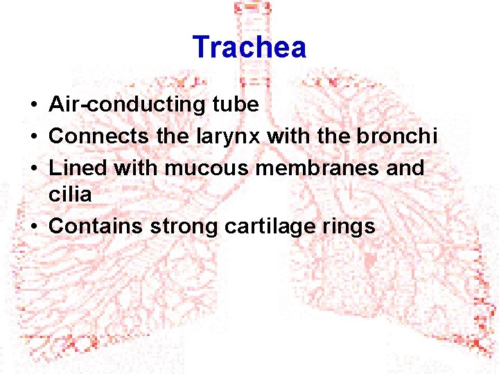 Trachea • Air-conducting tube • Connects the larynx with the bronchi • Lined with