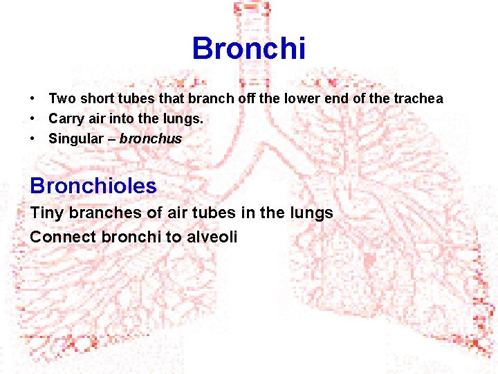 Bronchi • Two short tubes that branch off the lower end of the trachea