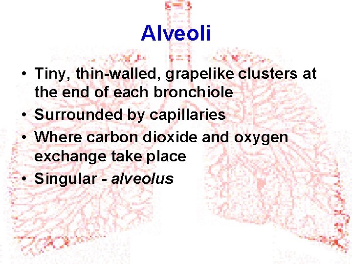 Alveoli • Tiny, thin-walled, grapelike clusters at the end of each bronchiole • Surrounded