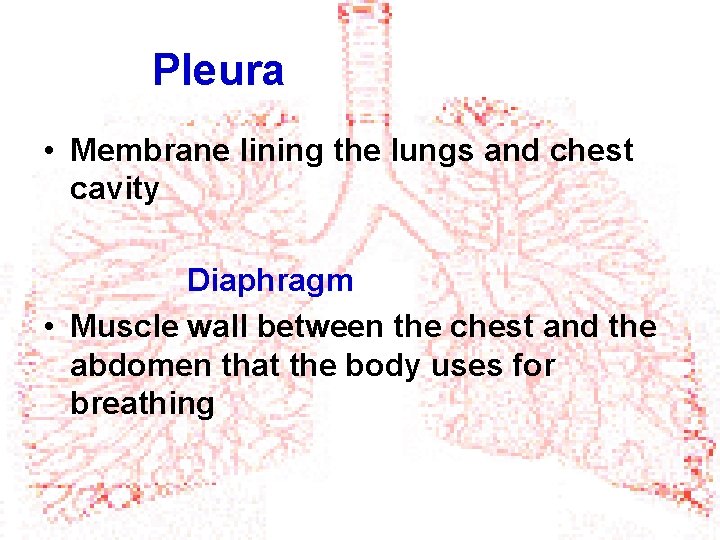 Pleura • Membrane lining the lungs and chest cavity Diaphragm • Muscle wall between