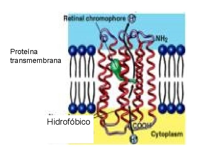 Proteína transmembrana Hidrofóbico 