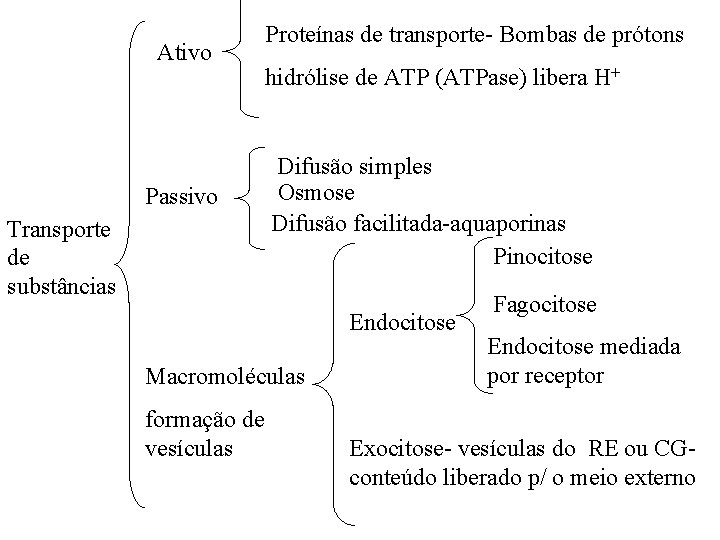 Ativo Passivo Transporte de substâncias Proteínas de transporte- Bombas de prótons hidrólise de ATP