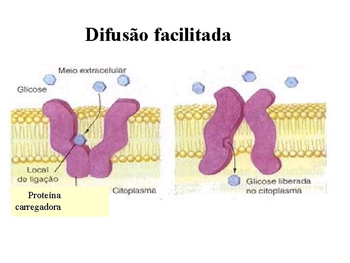 Difusão facilitada Proteína carregadora 