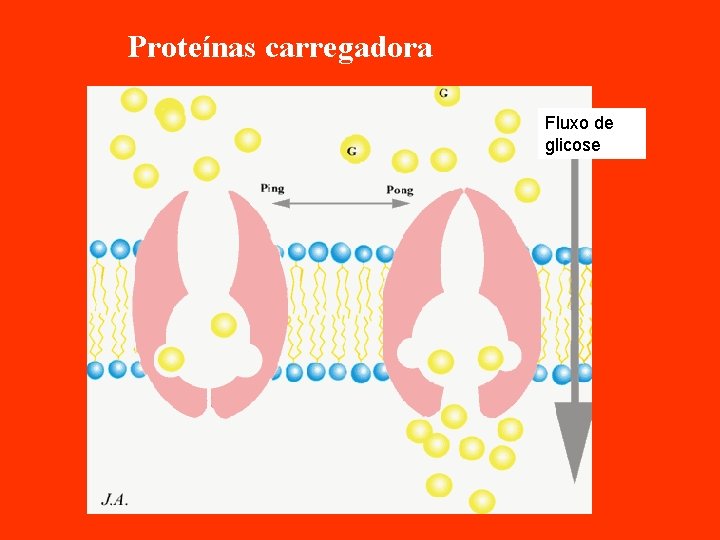 Proteínas carregadora Fluxo de glicose 