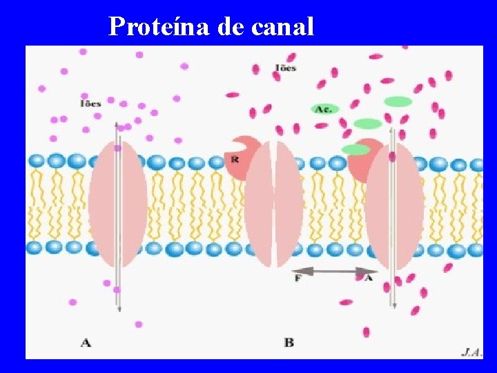 Proteína de canal 