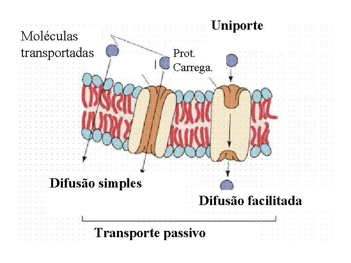 Uniporte Moléculas transportadas Prot. Carrega. Difusão simples Difusão facilitada Transporte passivo 