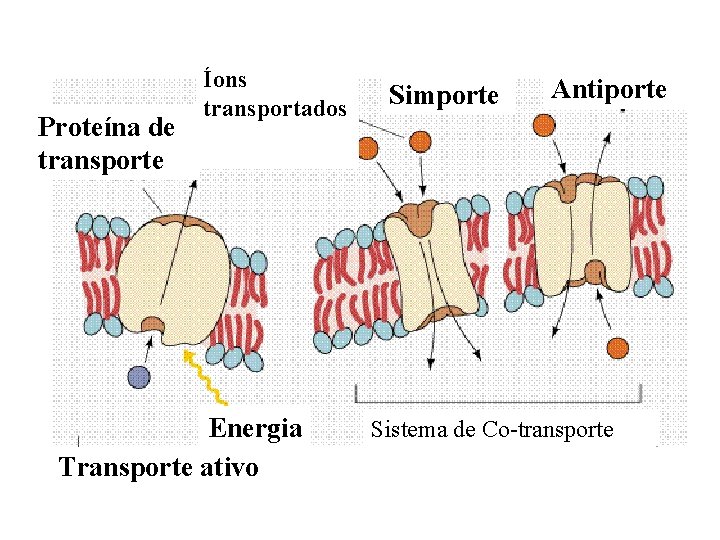 Proteína de transporte Íons transportados Energia Transporte ativo Simporte Antiporte Sistema de Co-transporte 