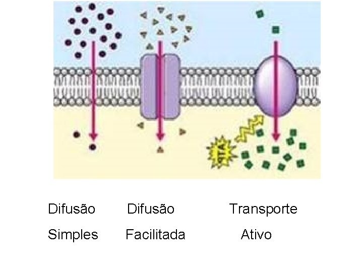  Difusão Transporte Simples Facilitada Ativo 