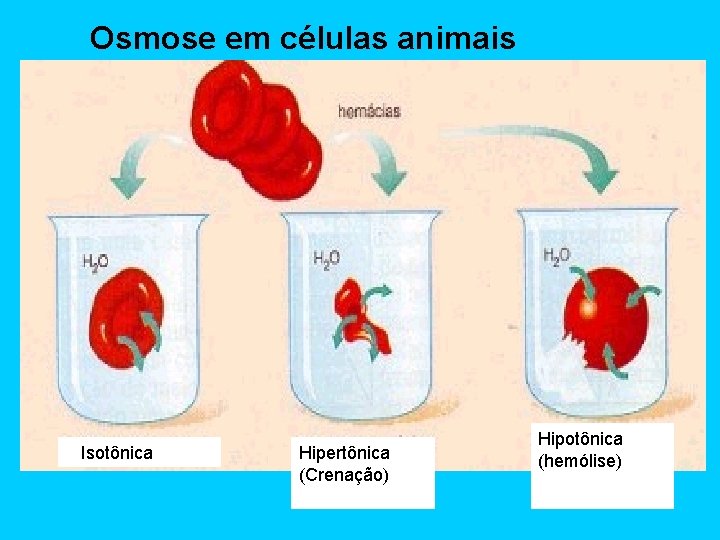 Osmose em células animais Isotônica Hipertônica (Crenação) Hipotônica (hemólise) 