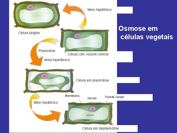 Meio hipotônico Osmose em células vegetais Célula túrgida Plasmólise Célula com volume normal Meio