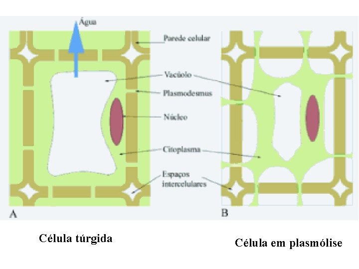 Célula túrgida Célula em plasmólise 