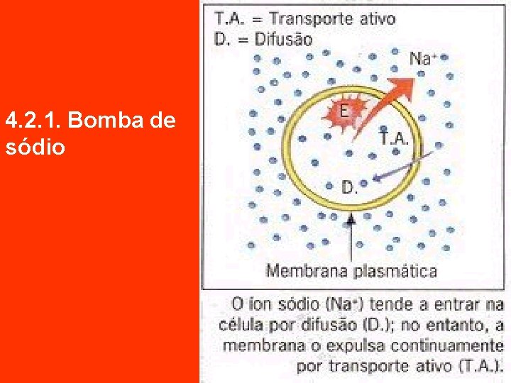 4. 2. 1. Bomba de sódio 