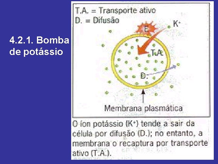 4. 2. 1. Bomba de potássio 