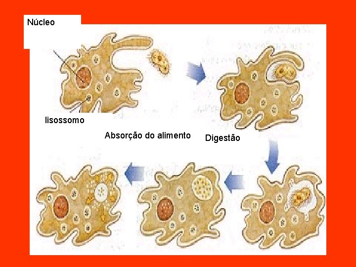 Núcleo lisossomo Absorção do alimento Digestão 