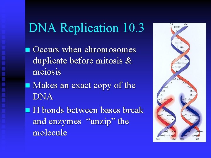 DNA Replication 10. 3 Occurs when chromosomes duplicate before mitosis & meiosis n Makes