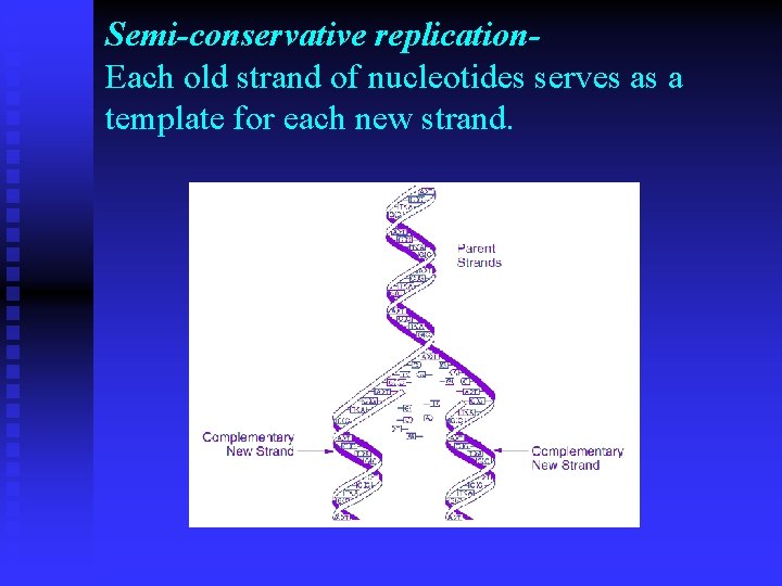 Semi-conservative replication. Each old strand of nucleotides serves as a template for each new