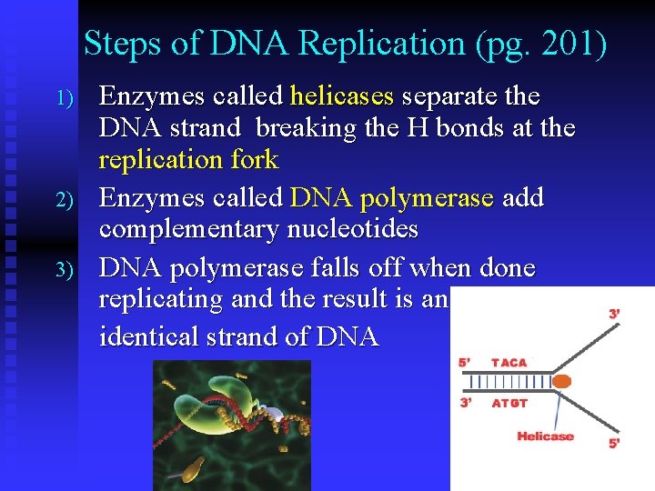 Steps of DNA Replication (pg. 201) 1) 2) 3) Enzymes called helicases separate the