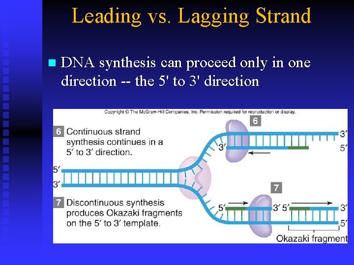 Leading vs. Lagging Strand n DNA synthesis can proceed only in one direction --