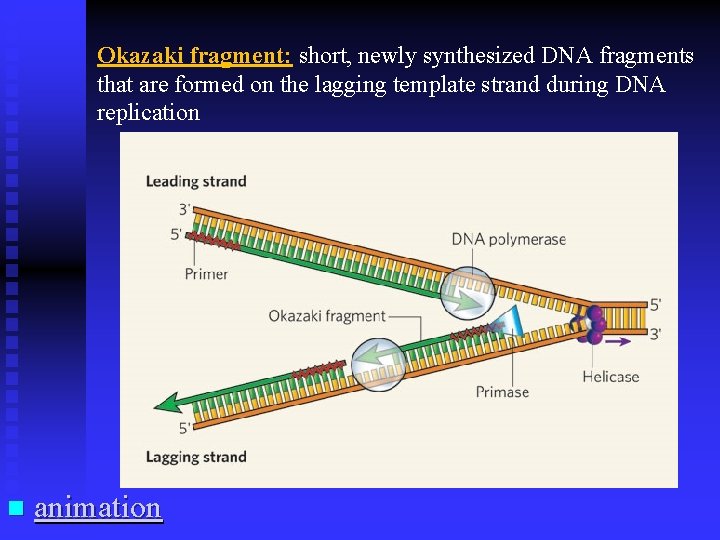 Okazaki fragment: short, newly synthesized DNA fragments that are formed on the lagging template